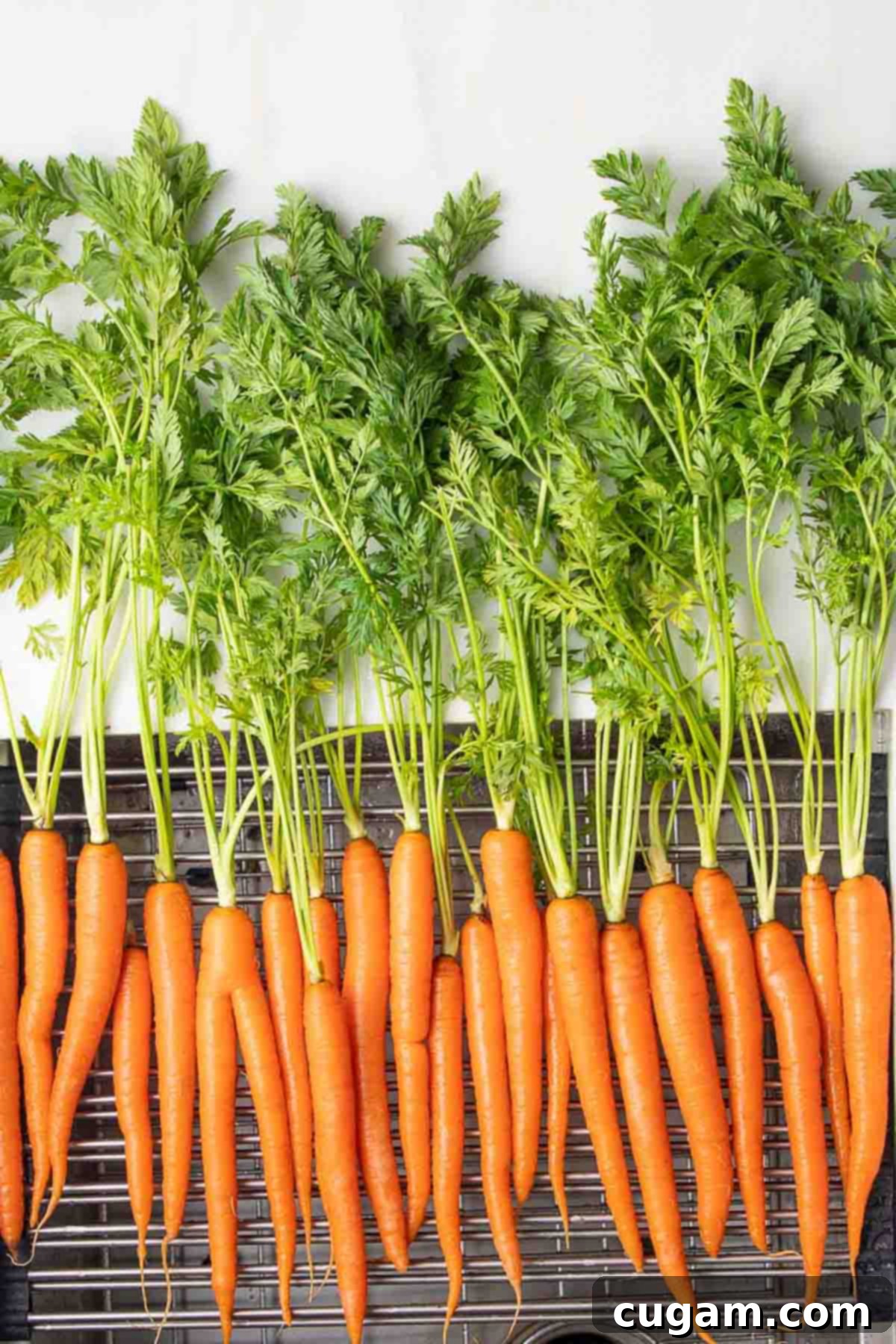 Fresh carrots with their leafy green tops still attached, neatly arranged on a wire rack, ready for preparation.
