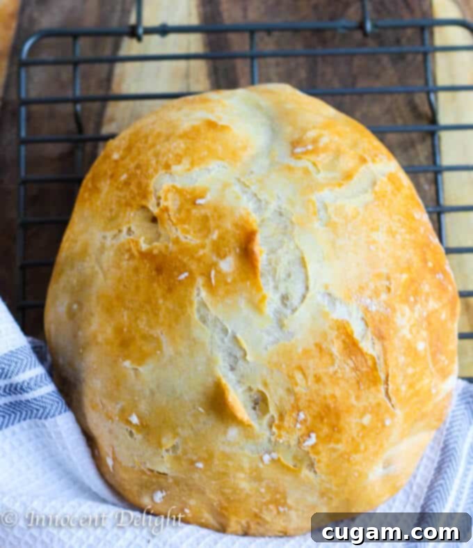 Cooling homemade Dutch oven crusty bread on a wire rack with a kitchen towel