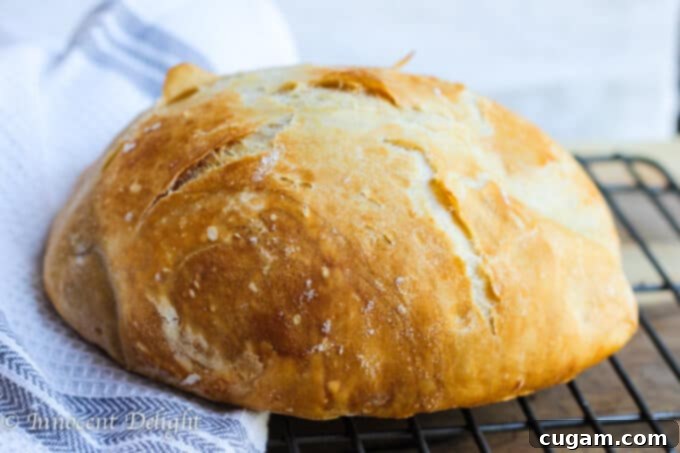Homemade Dutch Oven Crusty Bread on a cooling rack with a towel, ready for serving