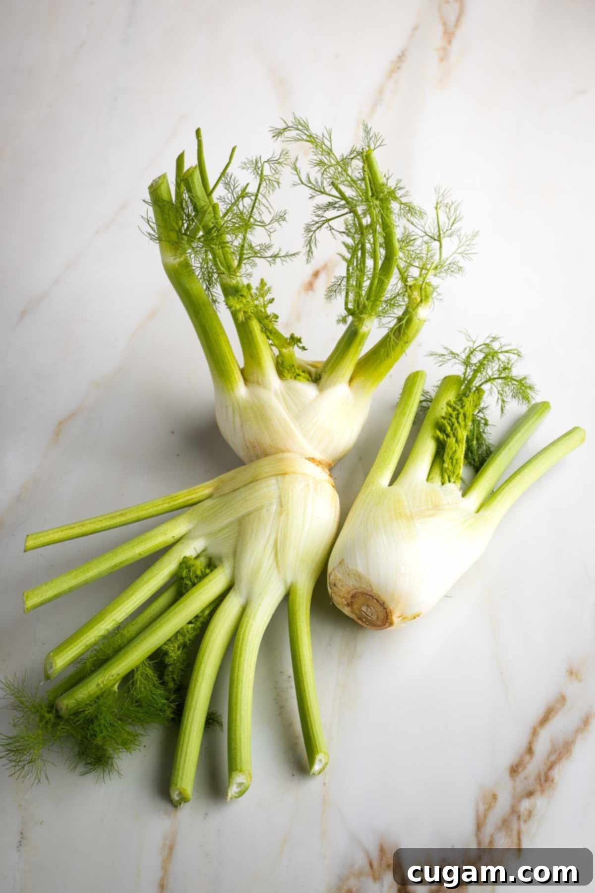 Three fresh, large fennel bulbs with their white bulbs, vibrant green stalks, and feathery fronds displayed.