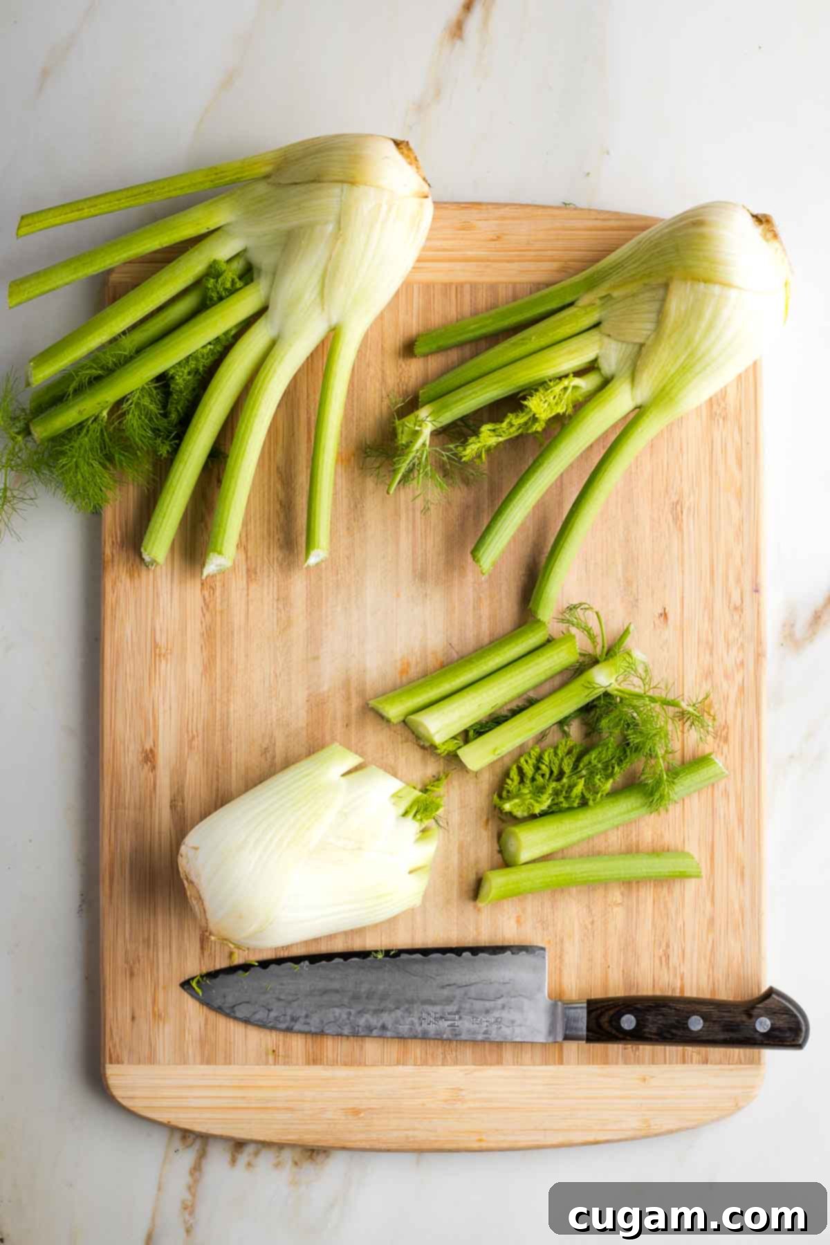 Fennel bulb with the root end and green stalks trimmed off, revealing the white bulb.