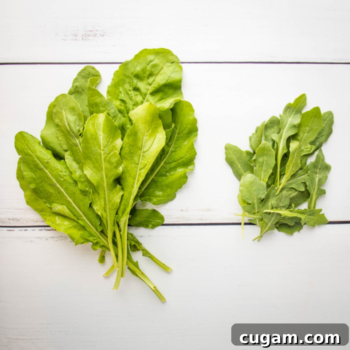 Comparison of large, mature arugula leaves on the left and small, delicate baby arugula leaves on the right, highlighting their size and shape differences.