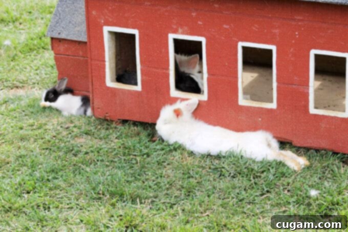 A Day On A Farm