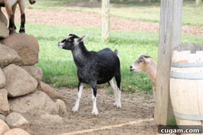 A Day On A Farm