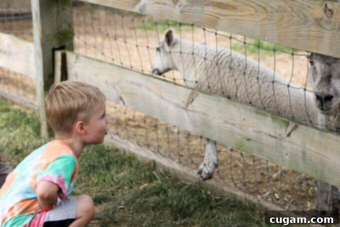 A Day On A Farm