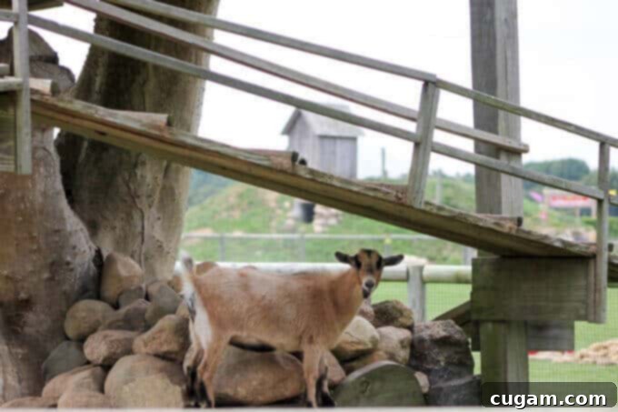 A Day On A Farm