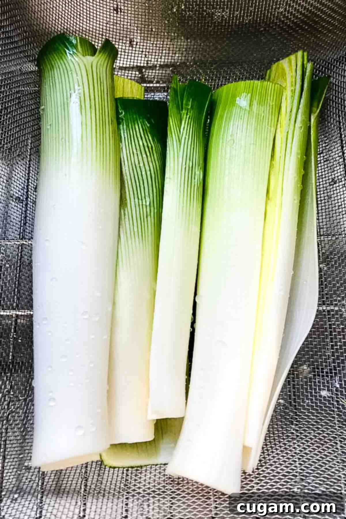 Leeks in a colander with water droplets. 