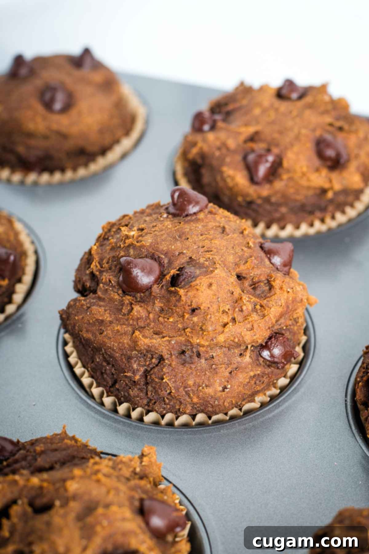 Close up of a chocolate chocolate chip Muffin in the tin.