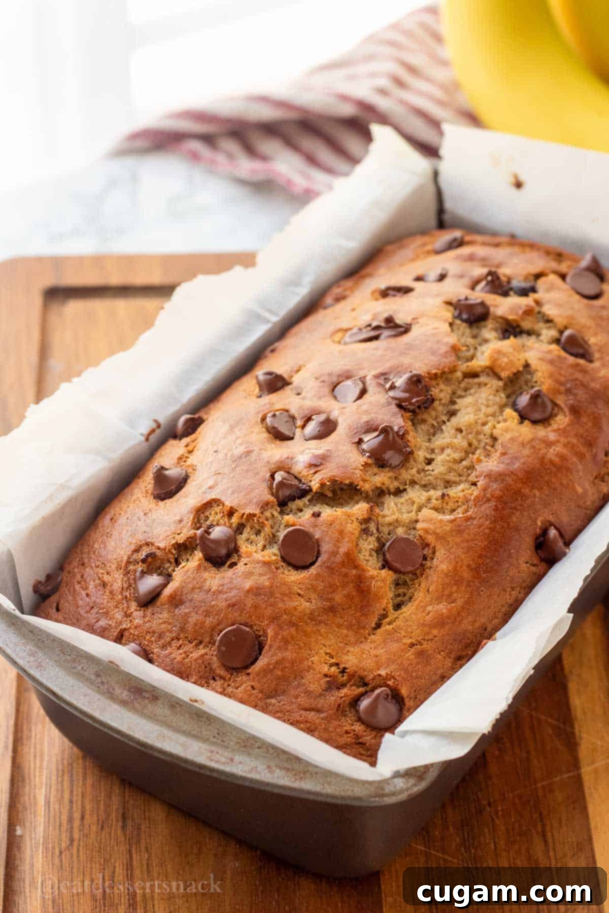 Elevated Sourdough Banana Bread 2 Freshly baked sourdough banana bread with melted chocolate chips on top, cooling in a metal loaf pan.