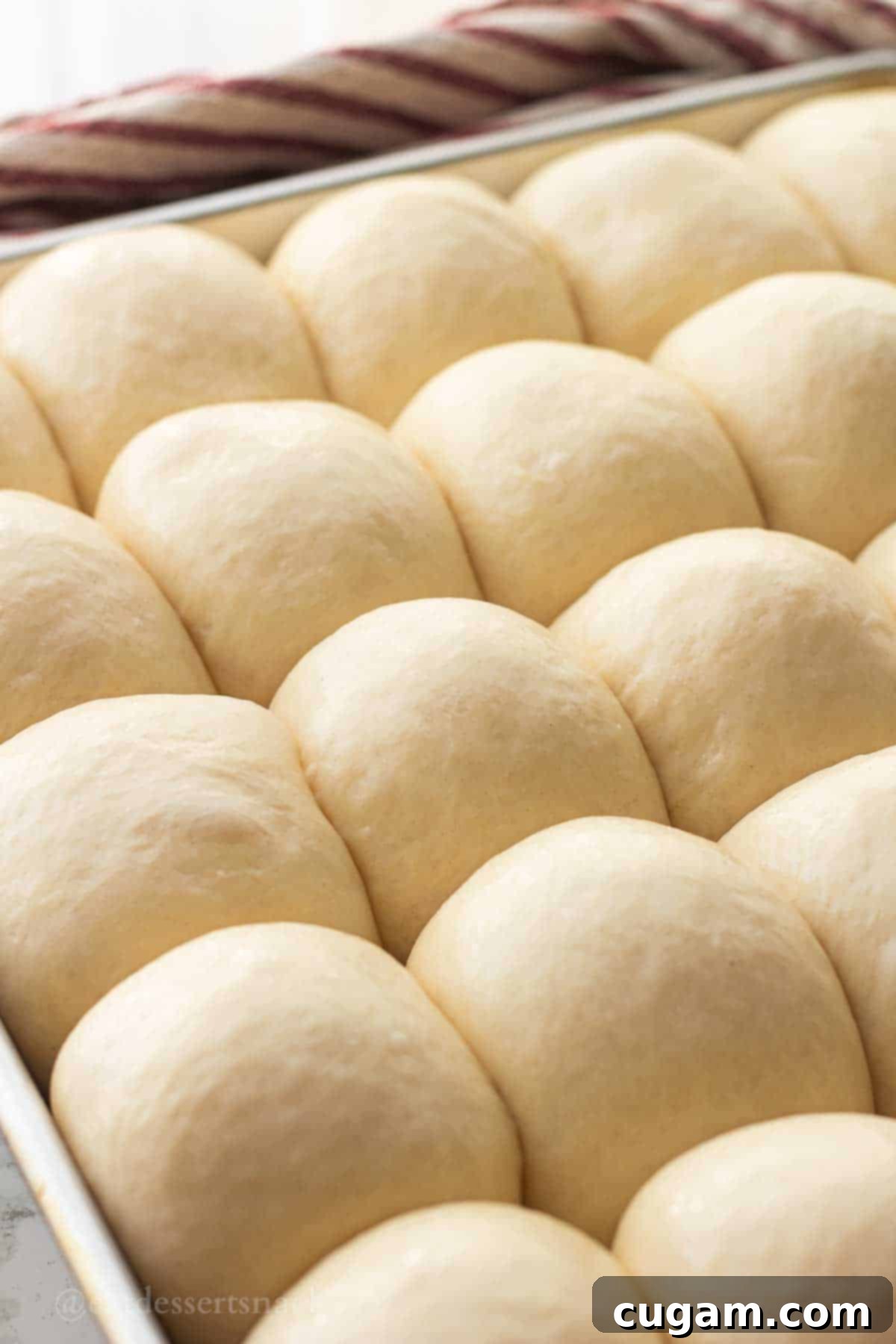 Fully risen, raw dinner rolls, beautifully expanded and touching each other in a metal baking pan, perfectly proofed and ready to be baked.