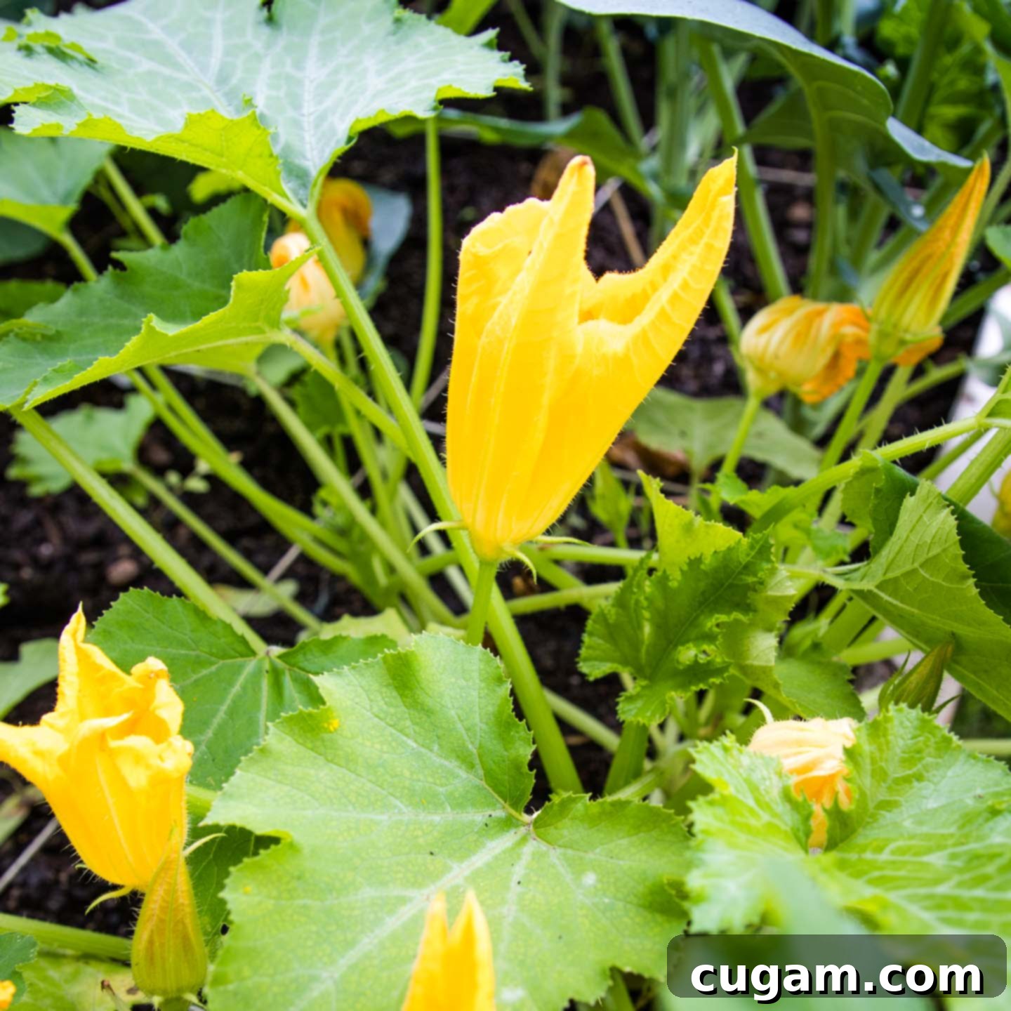 Bright yellow zucchini blossoms in the garden, waiting to mature into zucchini to be used for zucchini bread.