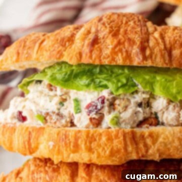 Assembled cranberry chicken pecan salad on croissant.